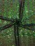Cekin zyg zak - zielony kameleon